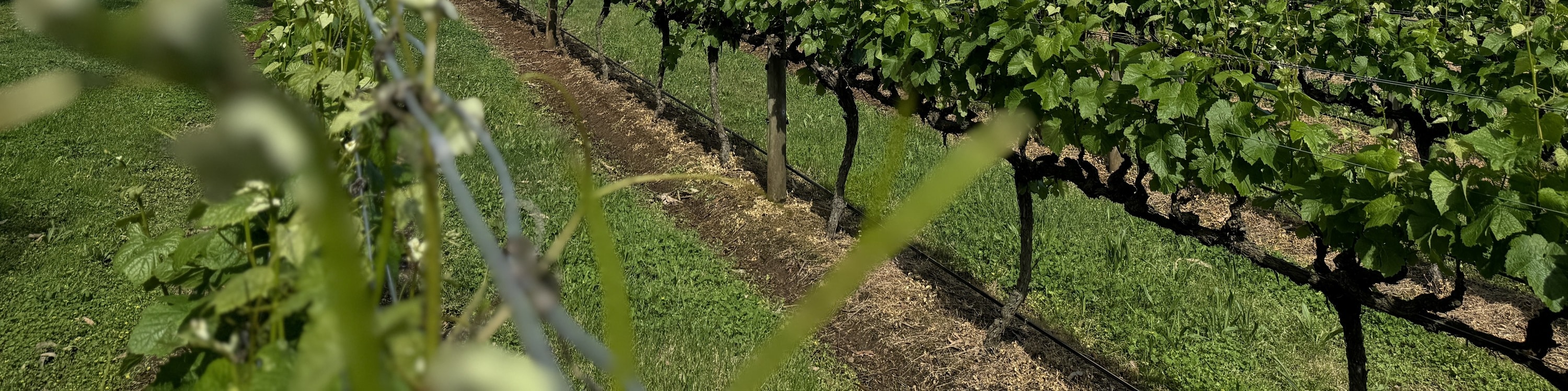 莫寧頓半島風景觀光和酒莊之旅