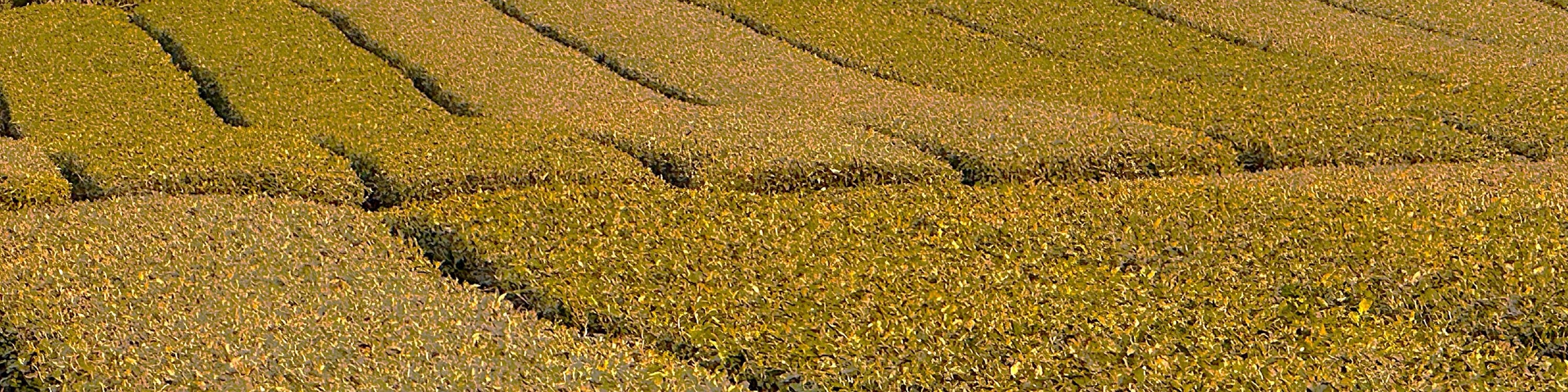 在雪白山景的漢拏山 (Mt. Halla) 襯托下，於 O'Sulloc Tea Farm 捕捉戲劇性的美麗瞬間。