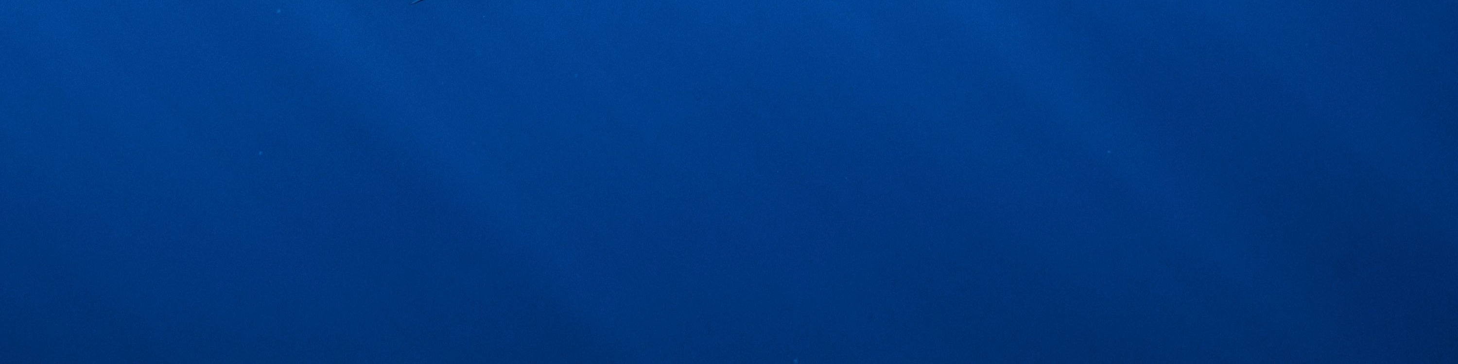 與海豚一同在自然棲息地浮潛