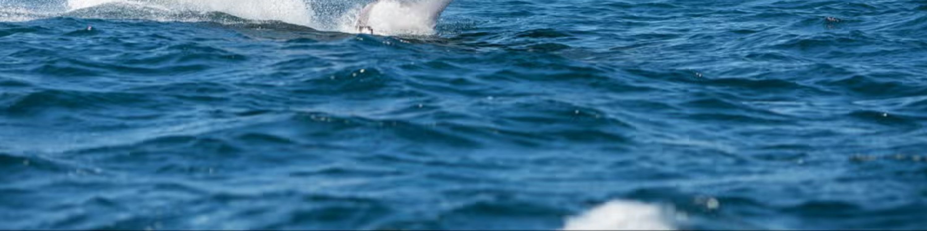 Whale Watching and Cayo Levantado Day Tour in Samana