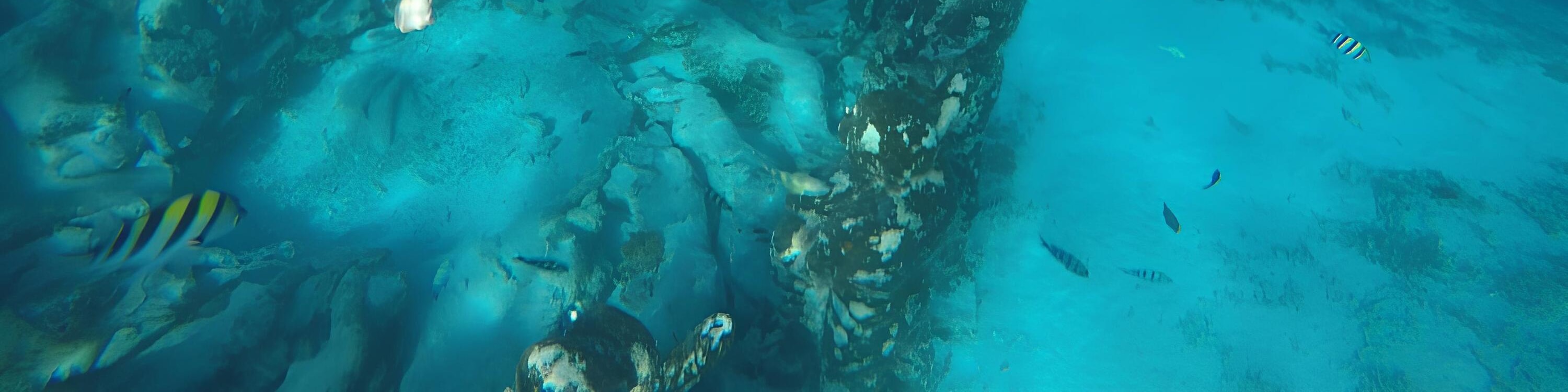 Sharing Snorkeling and Swimming with Turtles Boat Tour Gili Air