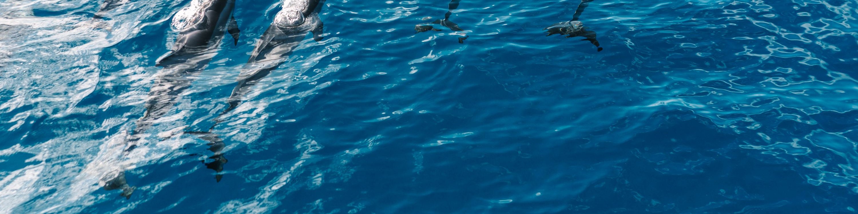 從空中俯瞰海豚在凱阿拉凱夸灣 (Kealakekua Bay) 清澈海水中滑翔的景象