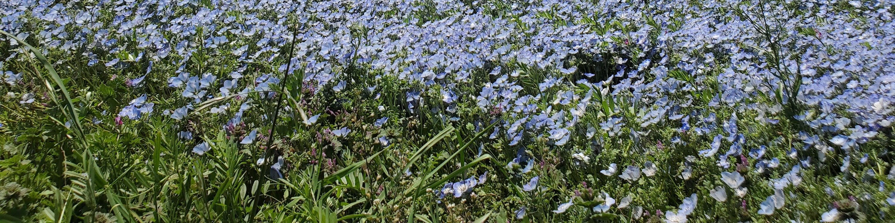 從新宿出發的足利花卉公園和日立海濱公園一日遊