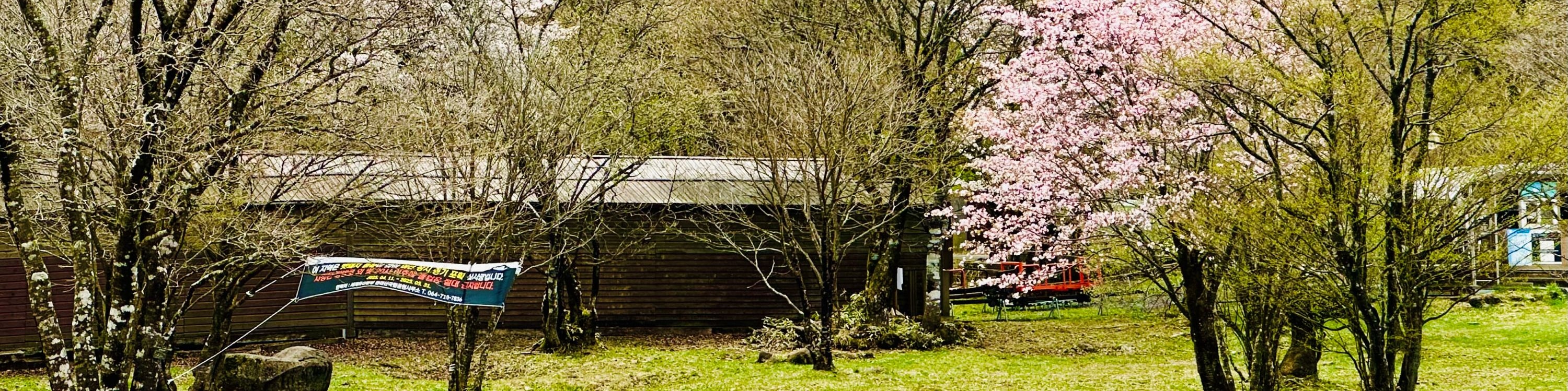 作為濟州王櫻花樹的天然棲息地,聯合國教科文組織自然遺產地漢拿山每年四月都會綻放出白色和粉色的花朵。 作為濟州王櫻花樹的天然棲息地,聯合國教科文組織自然遺產地漢拿山每年四月都會綻放出白色和粉色的花朵。