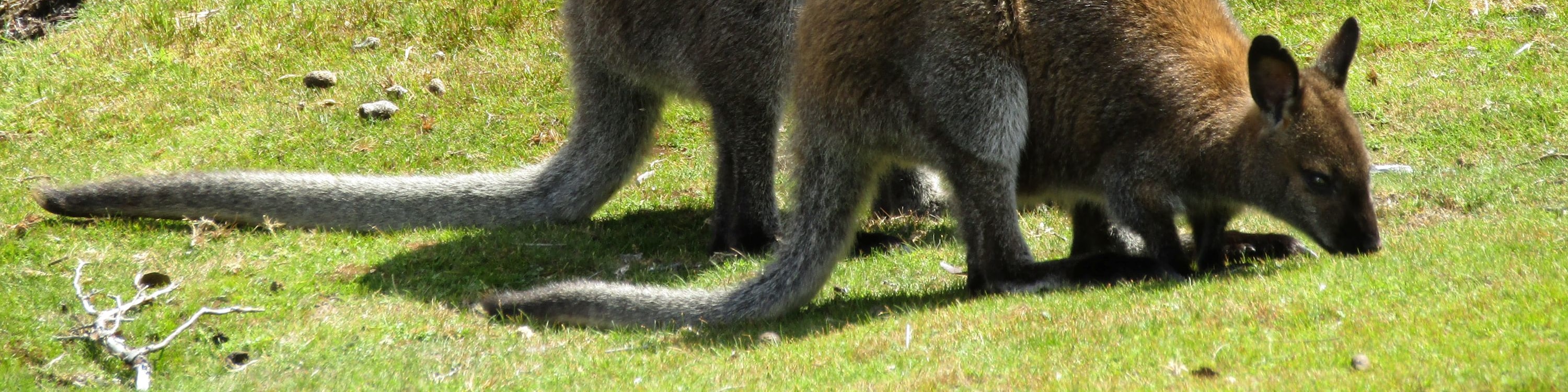 友善的搖籃山野生動物