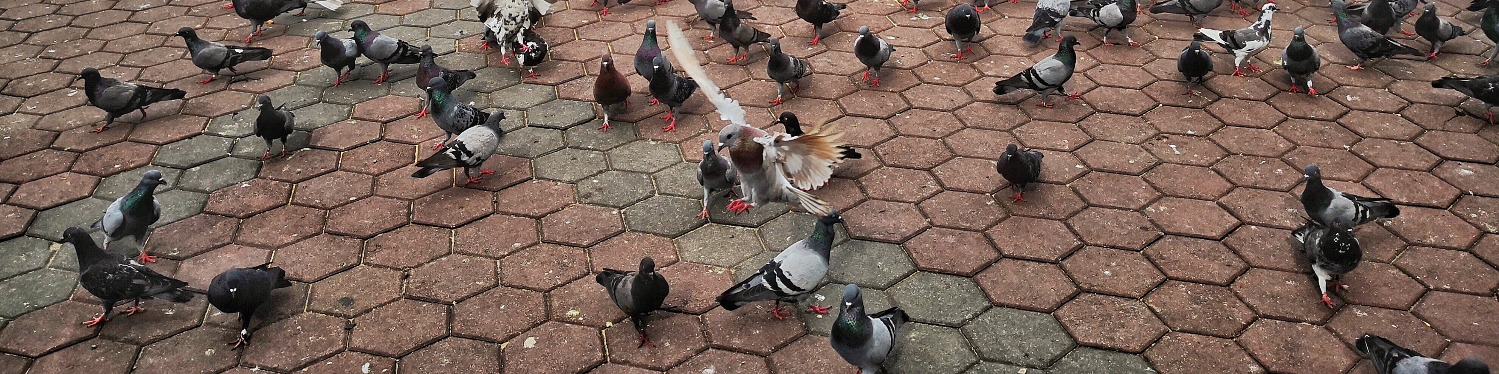 birds at batu caves