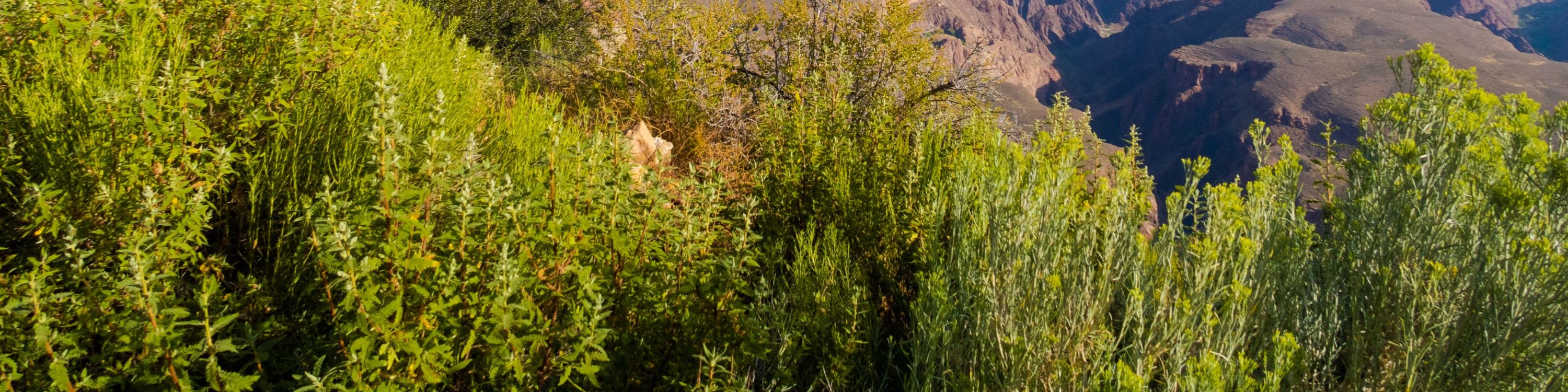 科羅拉多河在大峽谷雕琢出的壯麗全景
