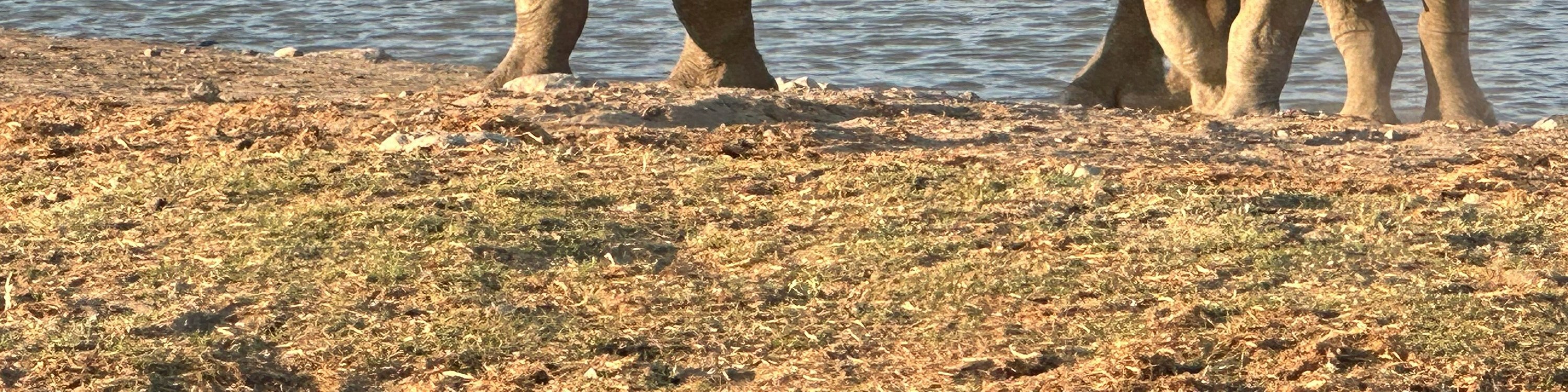 Rhino mother and baby