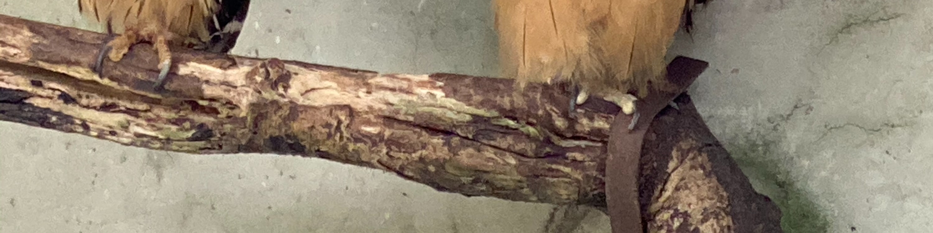 Owls in Bird Park