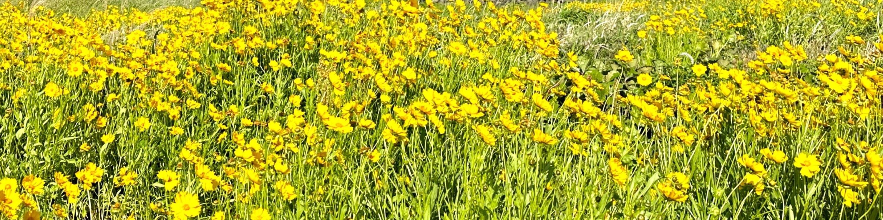 探索濟州島最令人歎為觀止的海岸景觀之一，那裡有壯觀的火山懸崖與深藍色的大海交匯。蜿蜒的海邊小路可欣賞到大海的全景，以及位於涉地岬頂端迷人的白色燈塔。