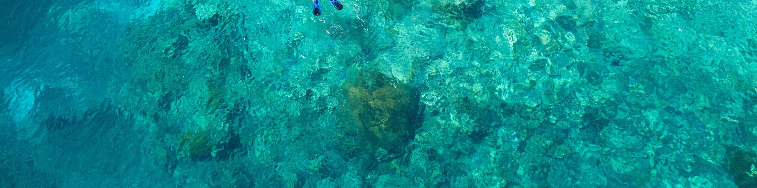 Half-Day Outer Reef Snorkel Experience from Cairns - Thumbnail 8