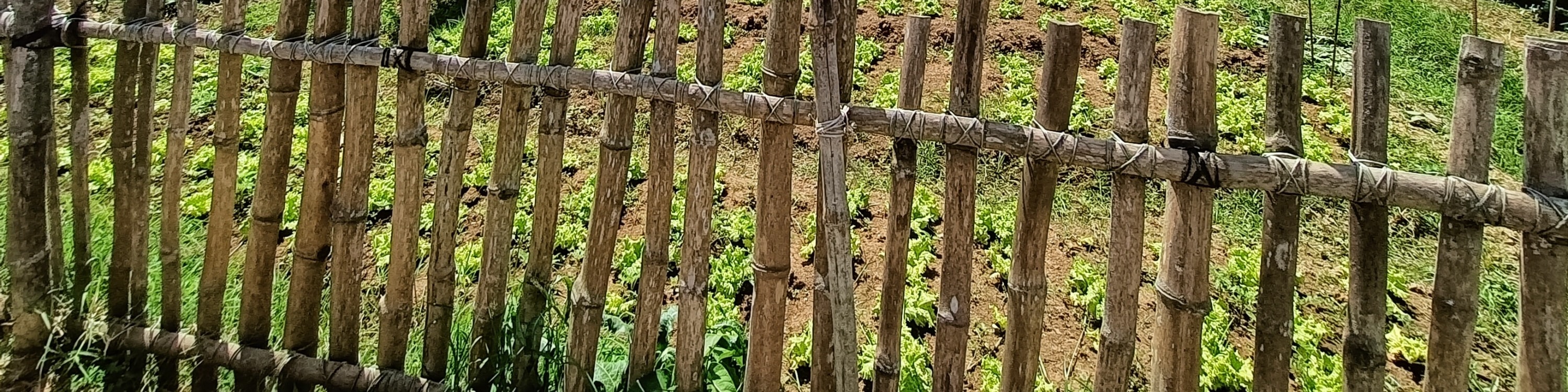 strawberry farm in baguio