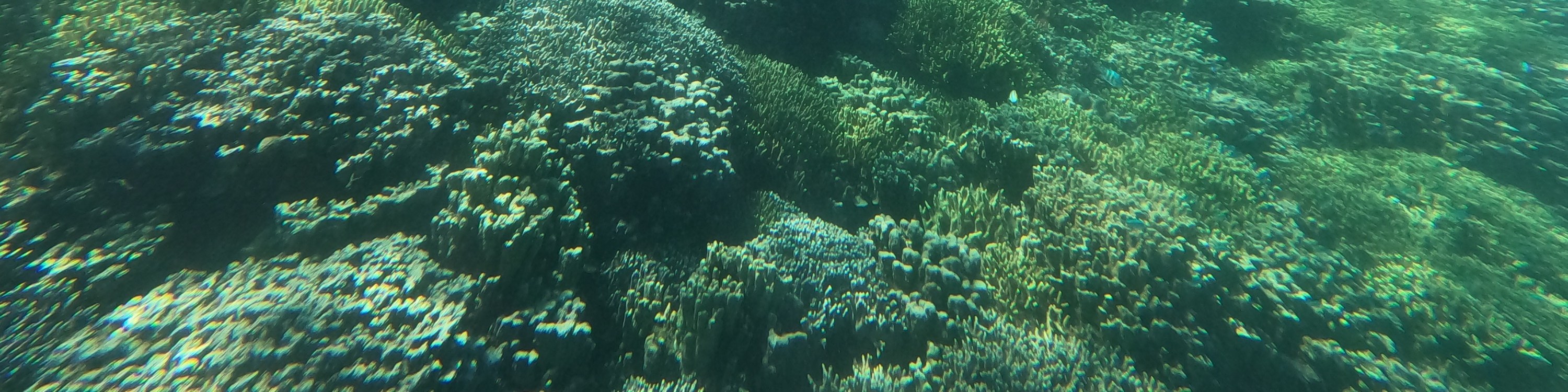 關島高級浮潛體驗