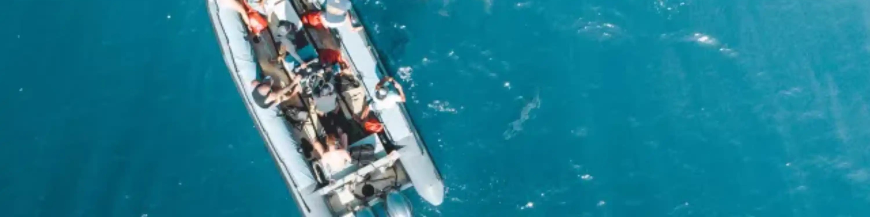 Watch the dolphins swim by as you pass them by
