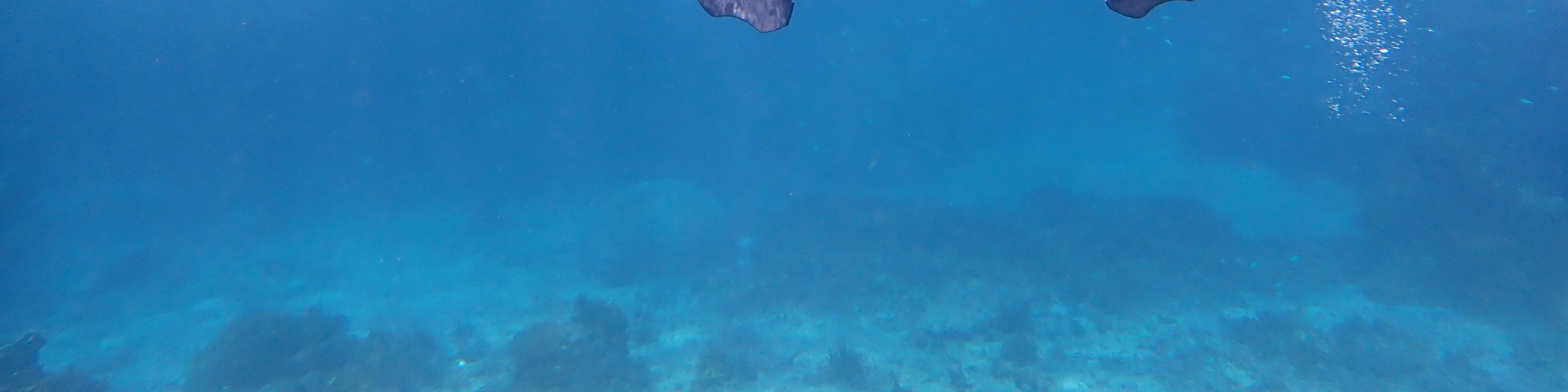 石垣島「幻之島」登陸 & 浮潛 & 紅樹林立槳或獨木舟體驗（沖繩）