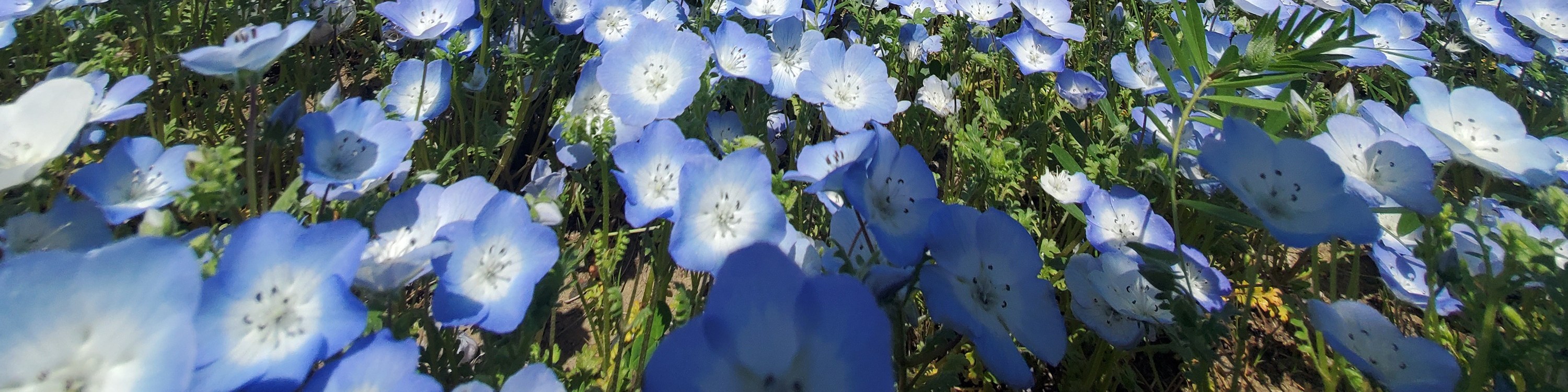 從新宿出發的足利花卉公園和日立海濱公園一日遊