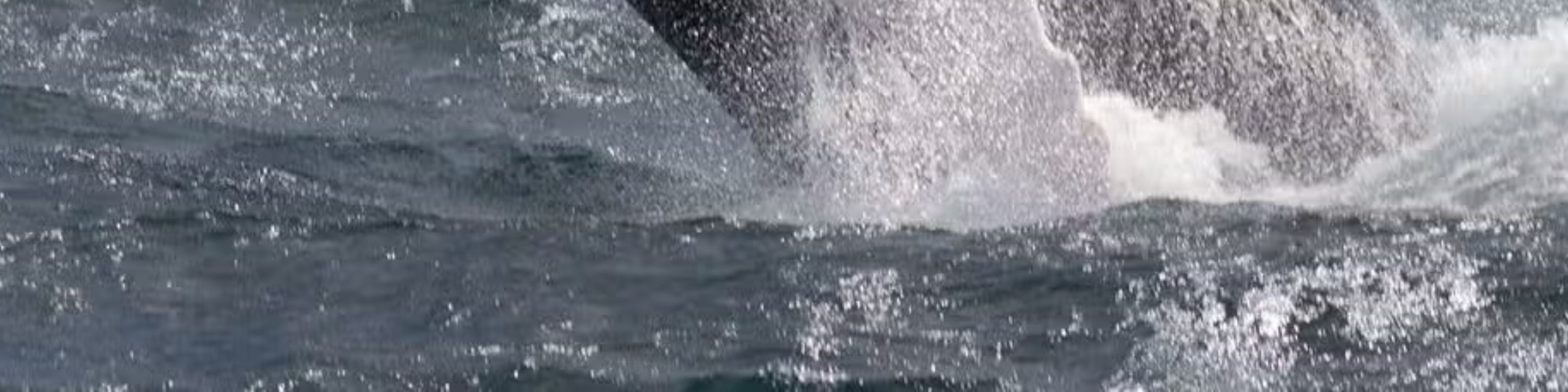 Whale Watching and Cayo Levantado Day Tour in Samana