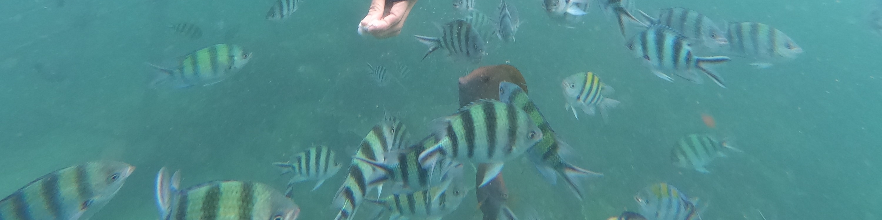 龜島 & 玻璃底船 & 紅樹林巡航之旅（JTB Indonesia提供）
