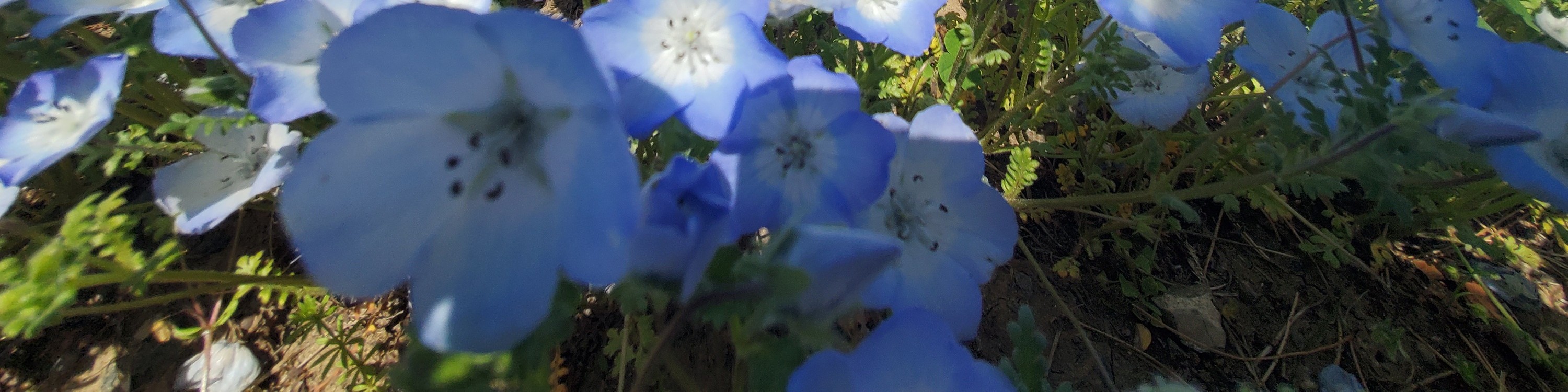 從新宿出發的足利花卉公園和日立海濱公園一日遊