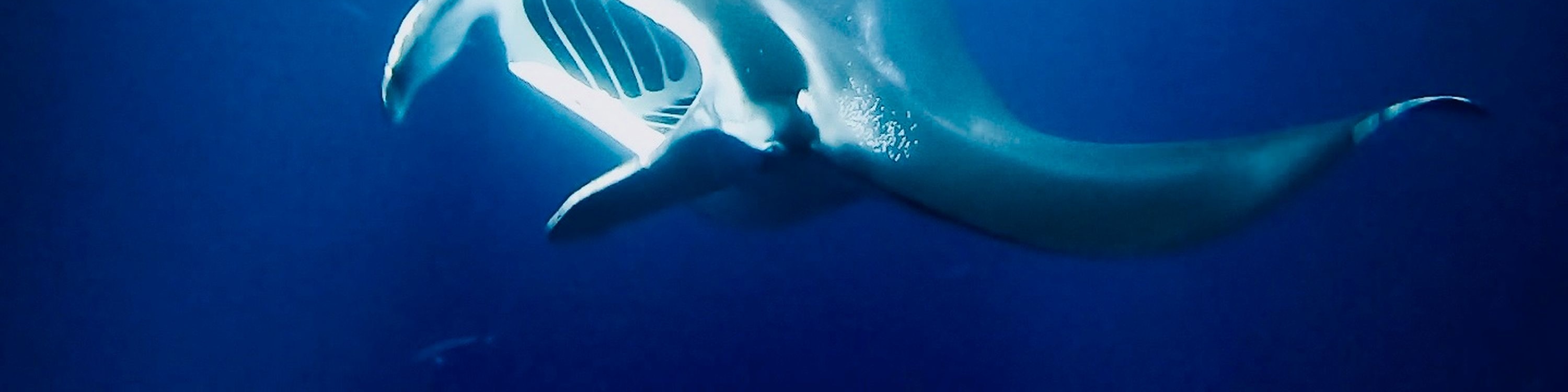 在燈光下，鬼蝠魟毫不費力地滑過水面，以浮游生物為食