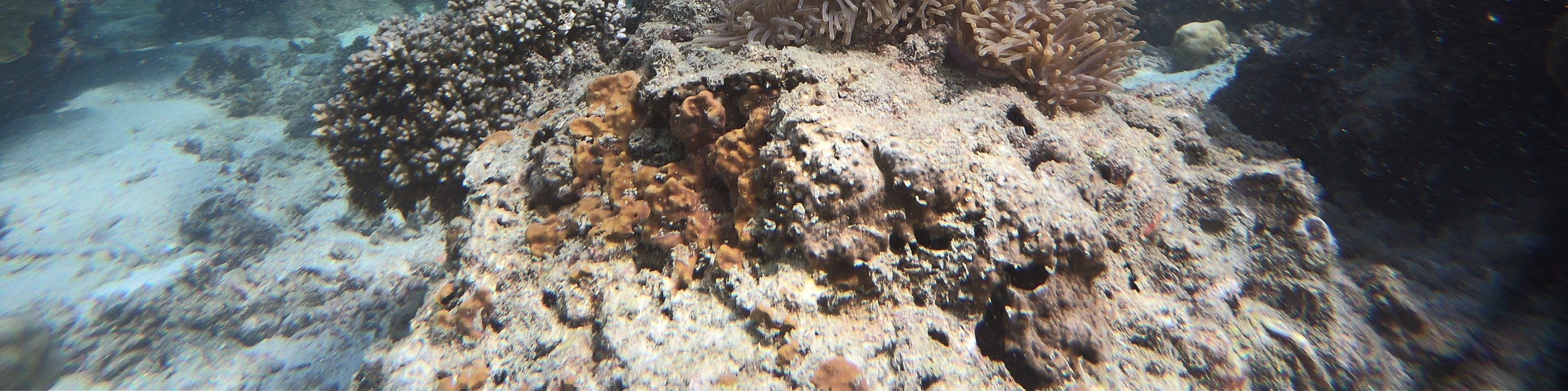 4 島浮潛日落之旅 + 夜晚生物熒光游泳