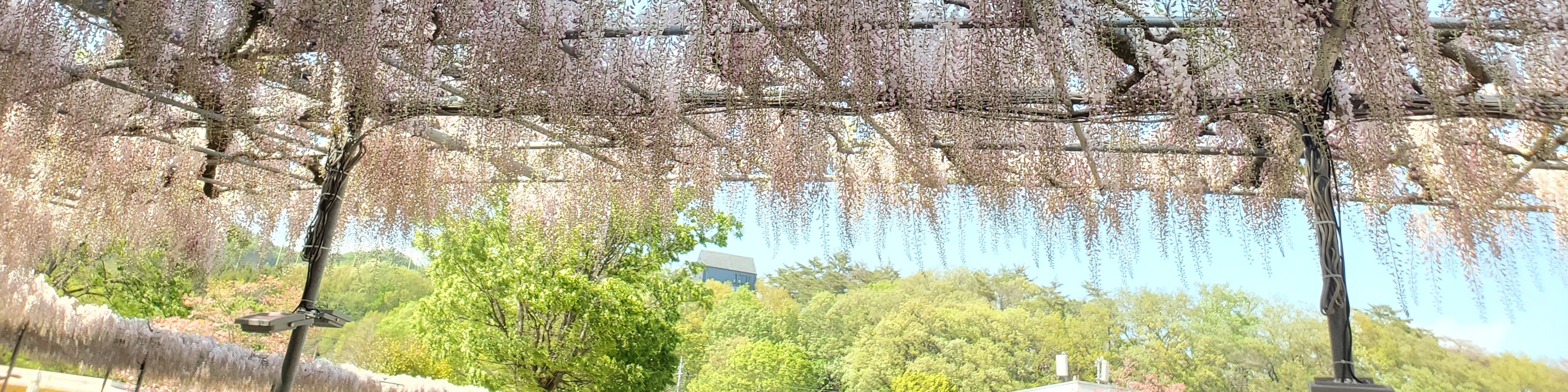 從新宿出發的足利花卉公園和日立海濱公園一日遊