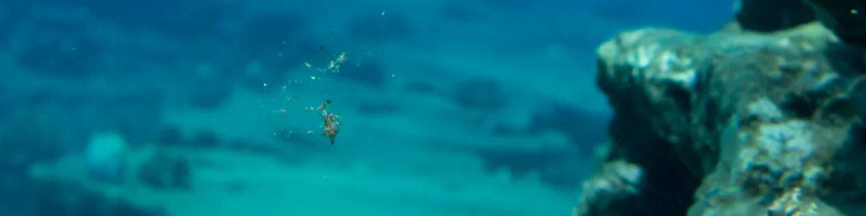 考艾島尼豪島與納帕利海岸船遊