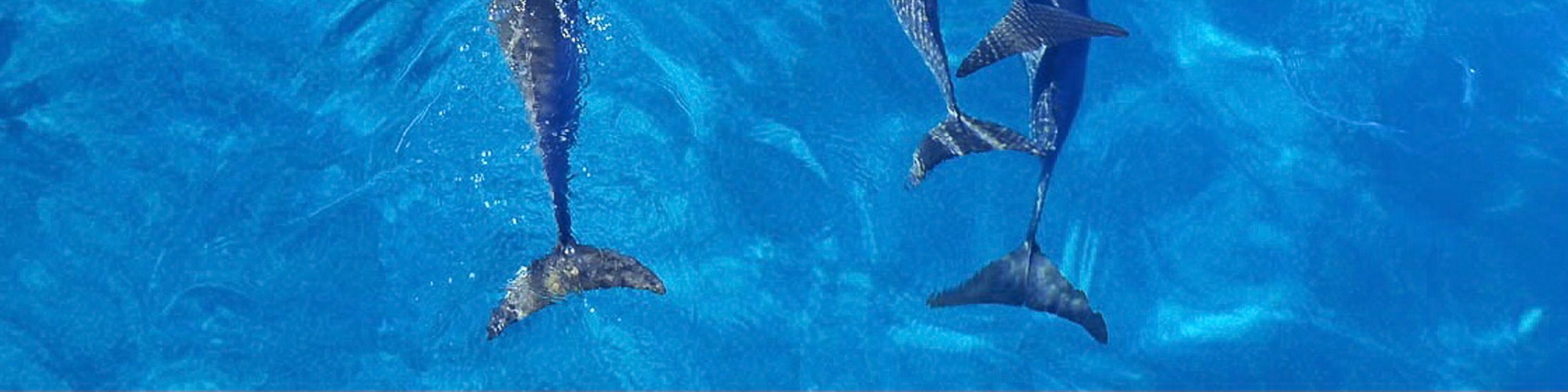 從水面俯瞰，一群海豚優雅地在水面附近嬉戲