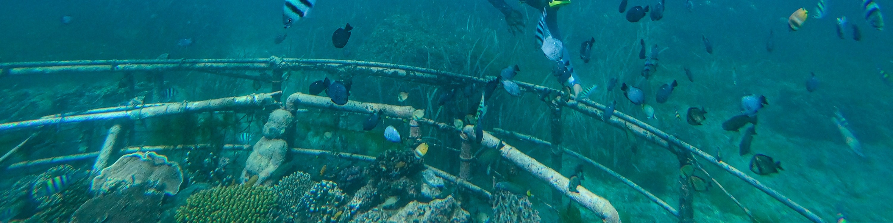 龜島 & 玻璃底船 & 紅樹林巡航之旅（JTB Indonesia提供）