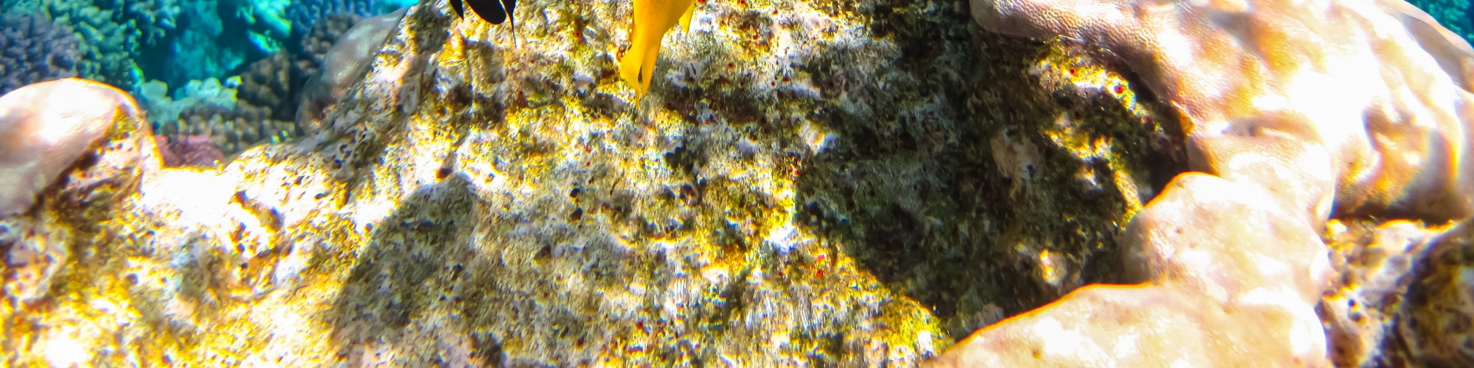 赫爾格達：紅海浮潛一日遊（含午餐和遊艇）