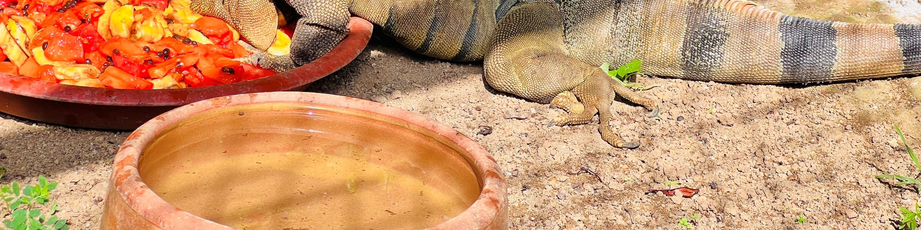 關丹 Zoo Teruntum 動物園門票