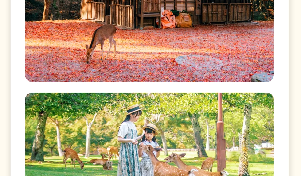 這是以鹿為靈魂的城市。在奈良公園，與數千只野生萌鹿親密接觸，餵食、拍照，感受它們溫順的眼神和親人的姿態，團隊會安排鹿餅給各位貴賓餵食小鹿。