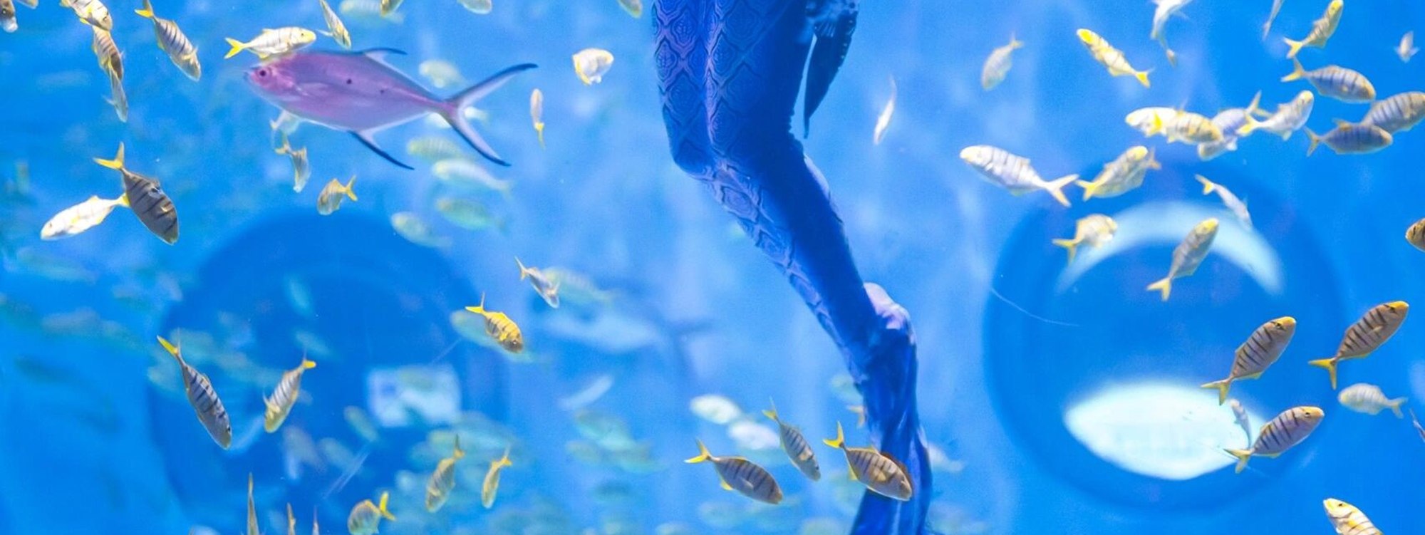 Mermaids shuttle through schools of fish, and at Haichang Ocean Park, they go on a date with a real-life "Mermaid Fairy Tale"