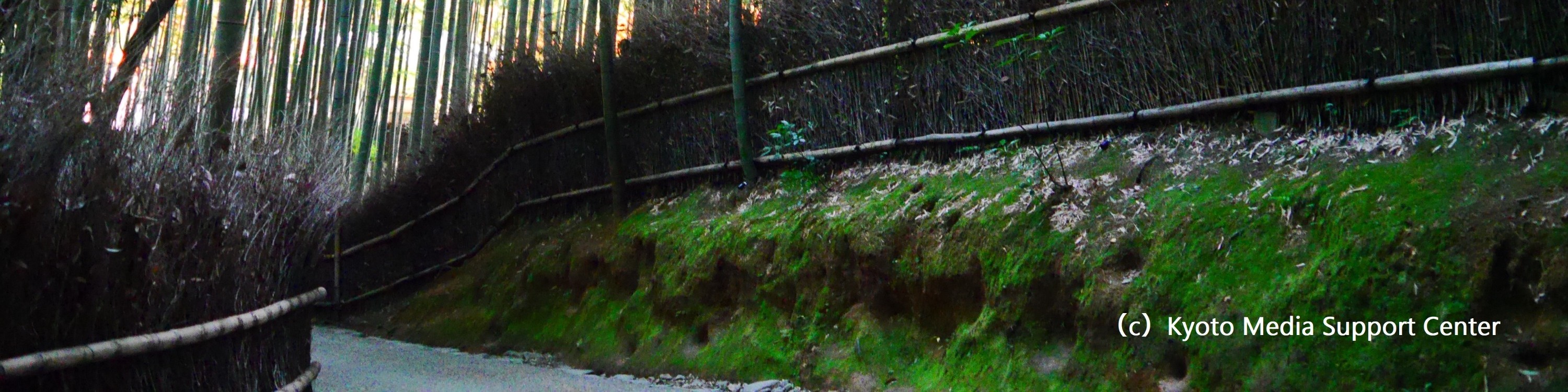 Sagano Bamboo Grove Path