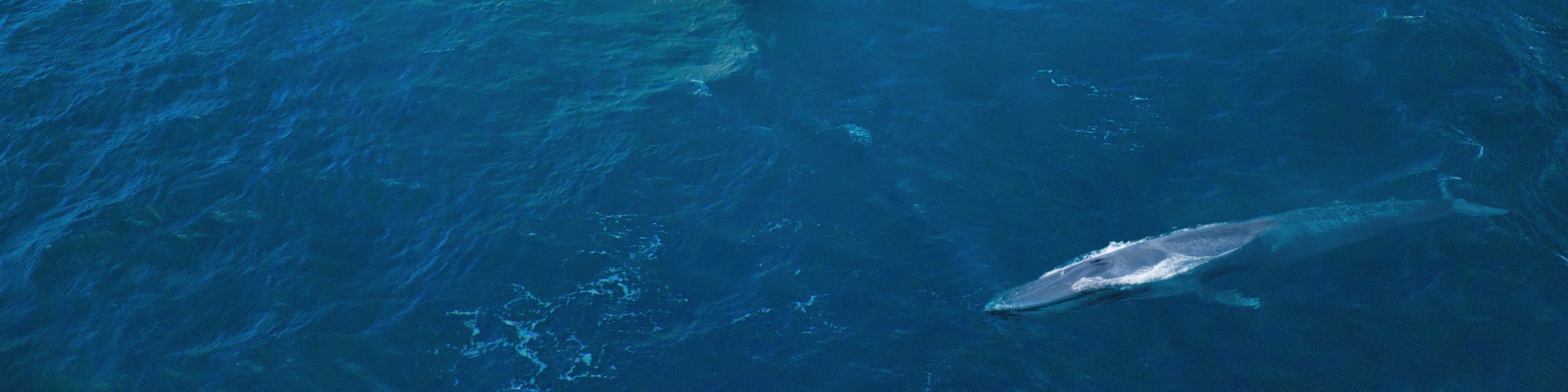 Dolphin viewing