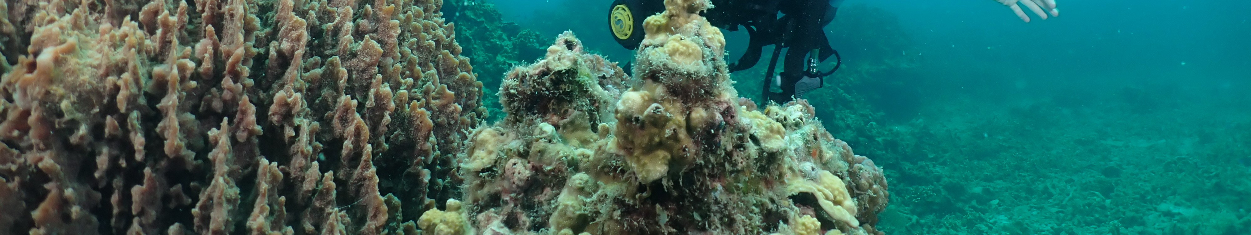 濤島初學者潛水體驗（PADI五星級中心）