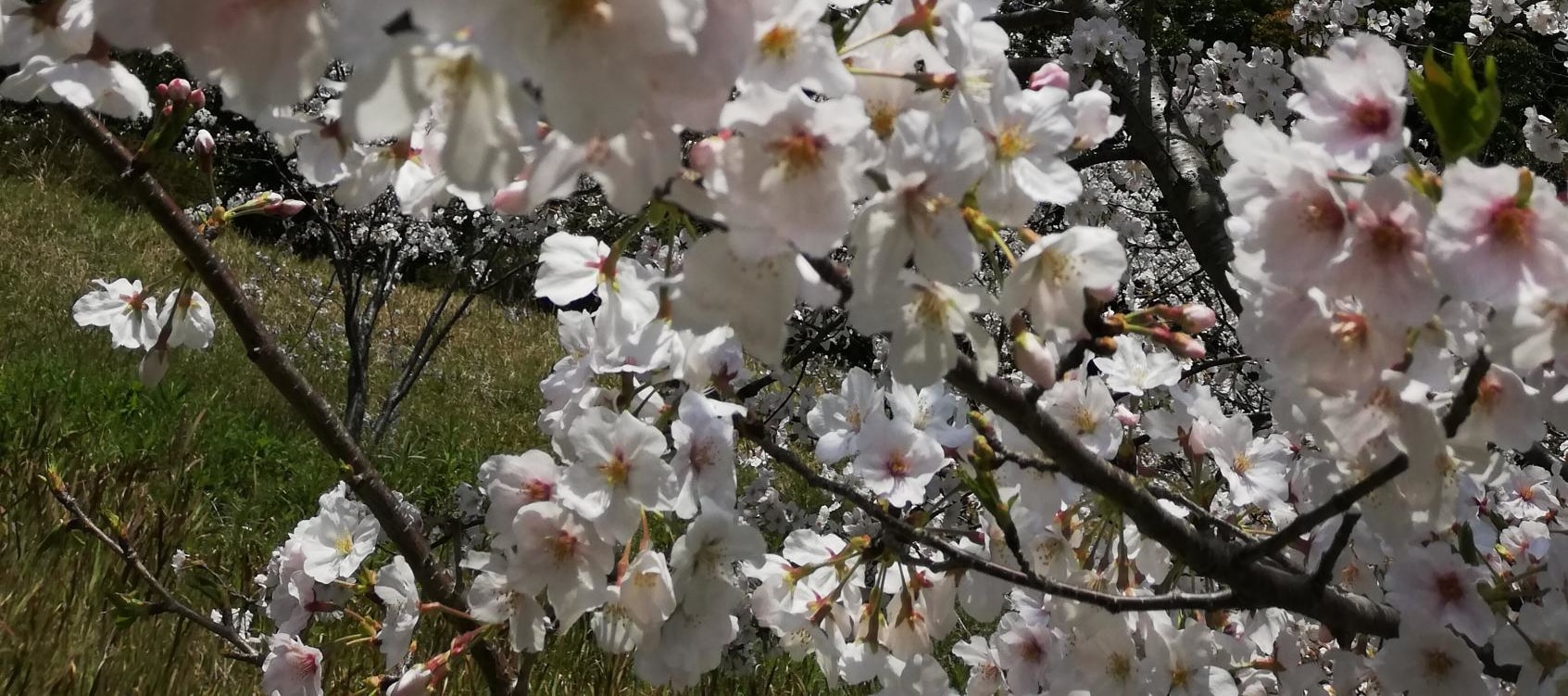 糸島｜白絲瀑布＆芥屋大門＆櫻井神社＆一蘭之森＆櫻井二見浦夫婦岩一日遊｜福岡出發