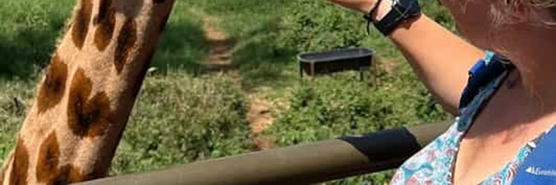 Mombasa: Giraffes Feeding Experience At Haller Park. 
