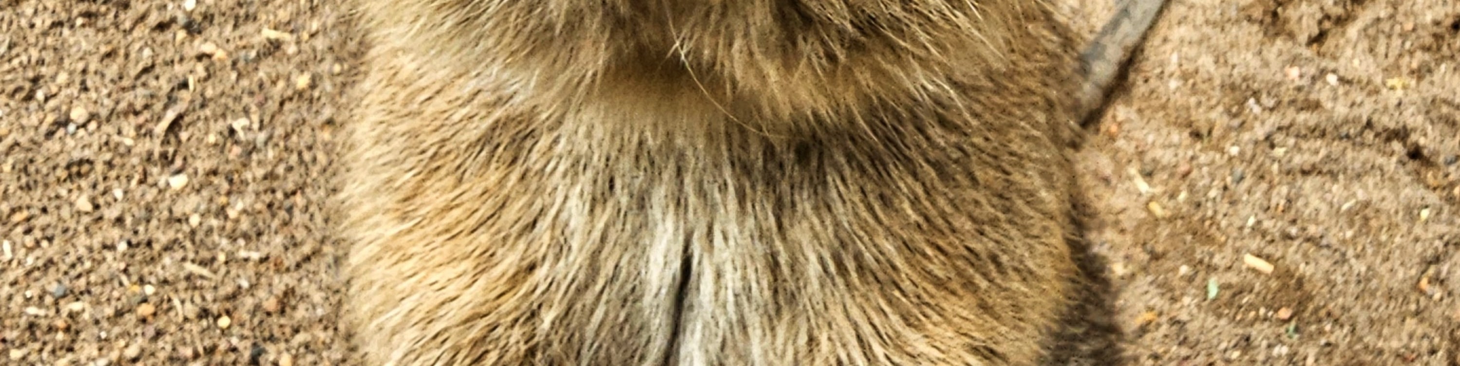 在菲瑟戴爾野生動物園與友善著稱的短尾矮袋鼠打個招呼 在菲瑟戴爾野生動物園與友善著稱的短尾矮袋鼠打個招呼