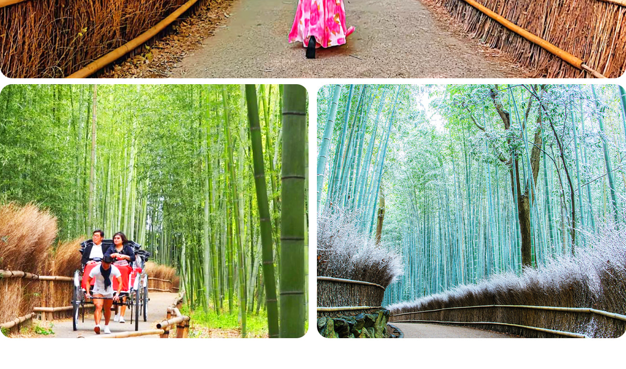 Kyoto Dream Illumination Autumn Foliage Day Tour - Kinkaku-ji & Arashiyama (Includes Night Maple Train - Departing from Osaka/Kyoto) - Thumbnail 17