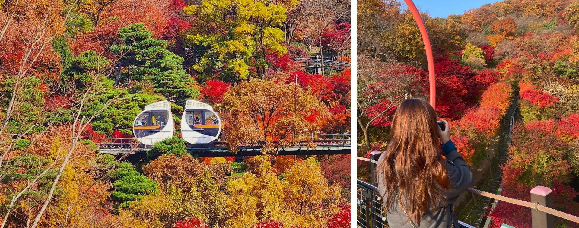 🍂秋天，整個森林變成了一幅令人歎為觀止的紅色、橙色和金色樹葉的畫布。