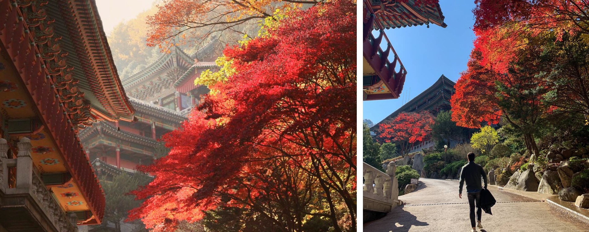 傳統風格的寺廟建築與火紅的秋葉交織成一幅美景，令人嘆為觀止！🍂✨