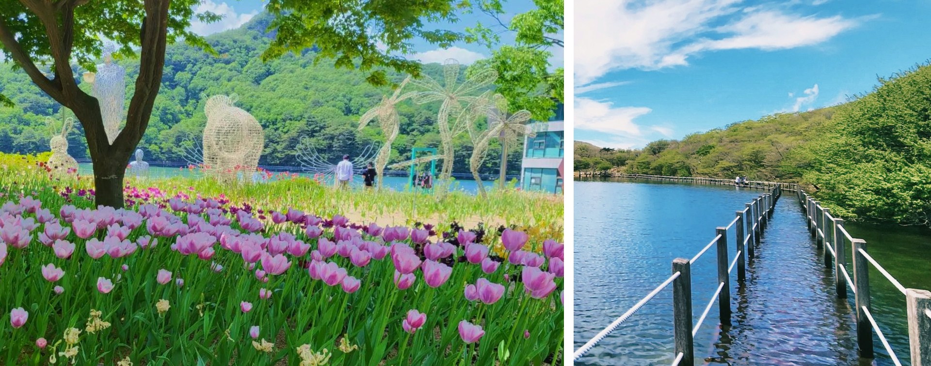 🌊春天的山井湖生機勃勃，野花點綴著平靜的湖面。沿著湖邊小徑漫步，彷彿走進了一幅充滿粉彩色調的畫卷。