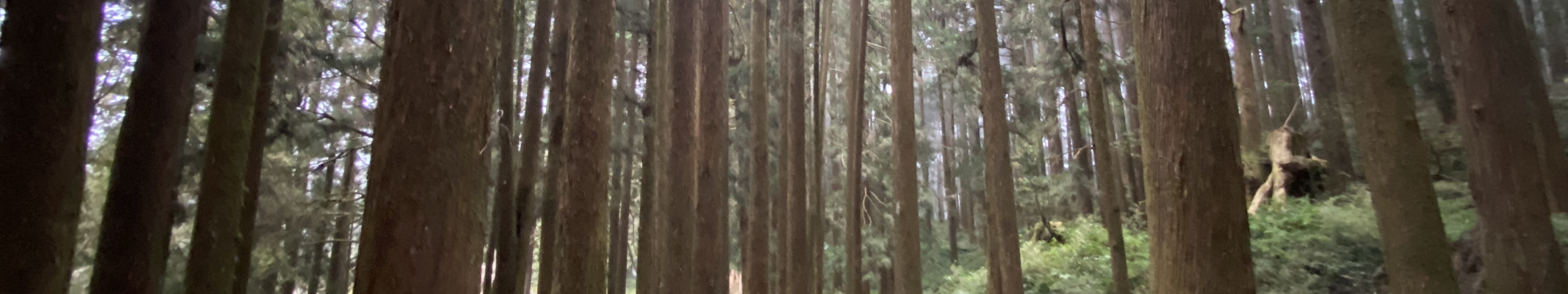 走進如童話般的夢幻迷霧森林！漫步在平緩舒適的木棧道上，四周被參天的柳杉與翠綠竹林環抱。