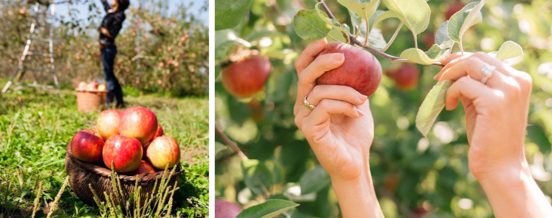 🍎韓國蘋果清脆香甜、多汁爽口，盡情享受採蘋果的樂趣吧！