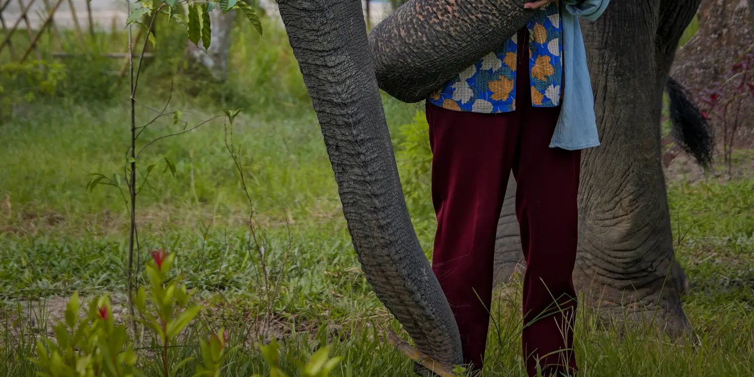 "Grandma Lun & Her Giant Daughters"
Our elephants, Merry and Kratin, were raised by Grandma Lun like her own children. That’s why they are so gentle and affectionate.
