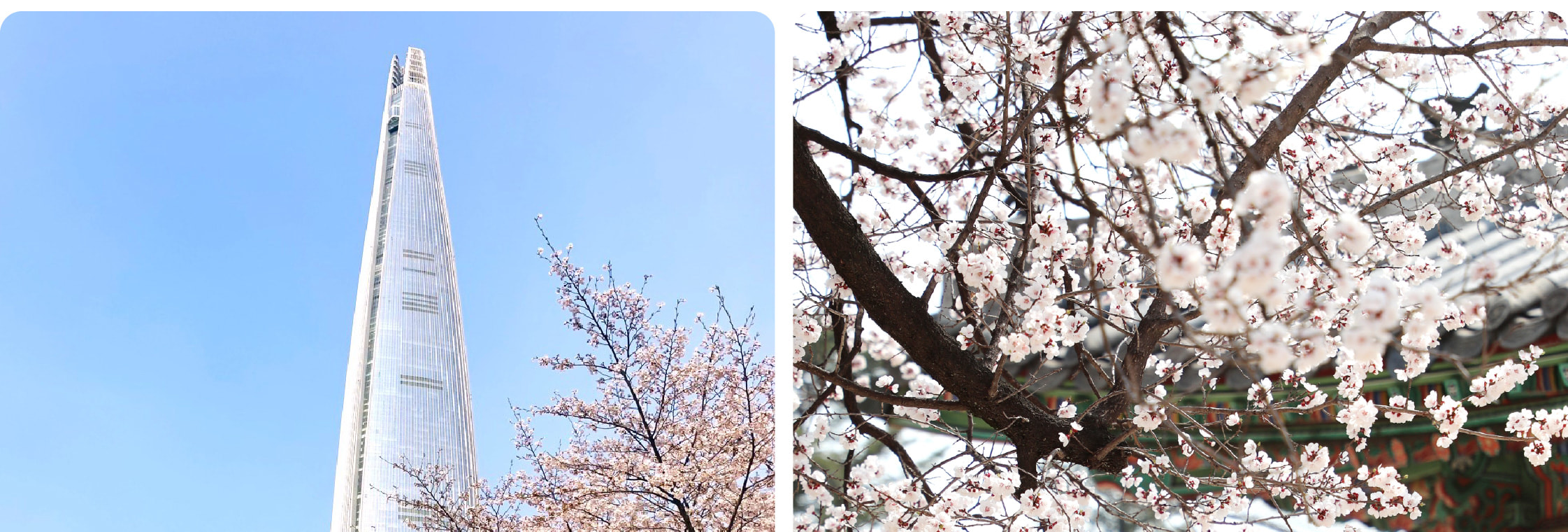 [盲盒櫻花團]浪漫追櫻 & 春季賞花一日遊（首爾出發）