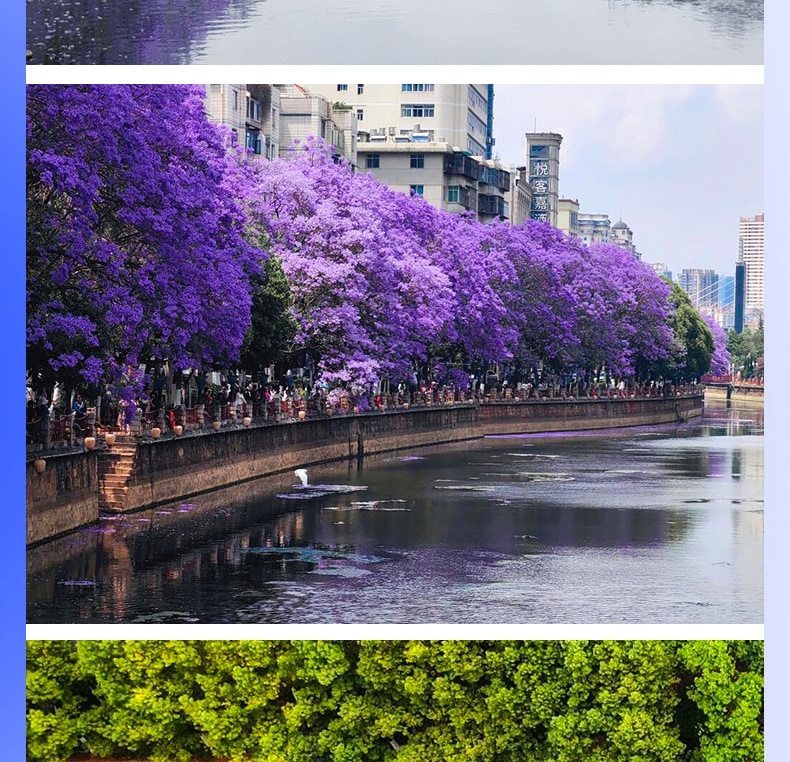 雲南昆明藍花楹與蒼洱瀘沽｜7天6晚2~7人小團（昆明+藍花楹+大理洱海+瀘沽湖+瀑布溫泉+西昌藍花楹+元謀土林）