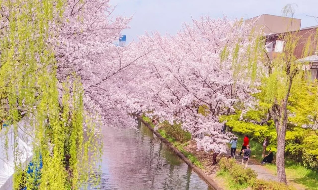 在粉色花雨與靜靜流淌的河道之間航行,把京都的春天拍成一段溫柔慢放的風景。 在粉色花雨與靜靜流淌的河道之間航行,把京都的春天拍成一段溫柔慢放的風景。