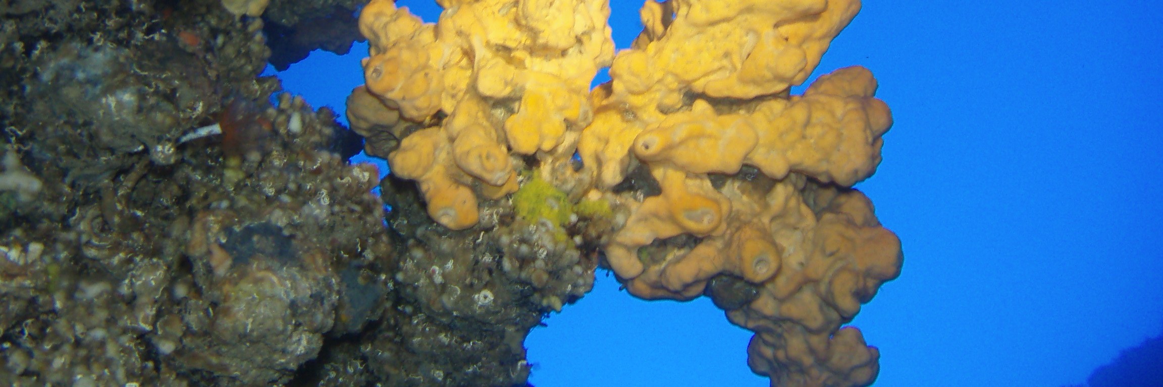 羅得島PADI高氧空氣潛水體驗（PADI五星級IDC度假村）